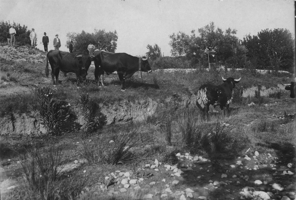 Toros en la Canaleja. Archivo M. Mora