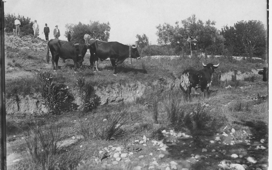 Toros pastando en La Canaleja.